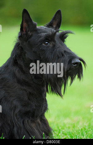 Scottish Terrier Stock Photo