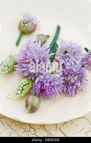 Purple and white edible chives flowers on a while plate. Stock Photo