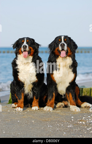 Bernese Mountain Dogs Stock Photo