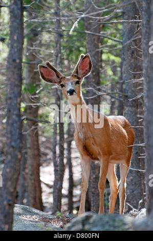 Mule deer young male Stock Photo