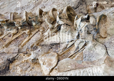 dinosaur fossil Stock Photo