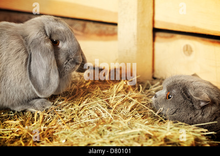 british shorthair cat and lop rabbit on hayloft Stock Photo