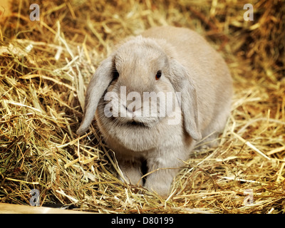 gray lop-earred rabbit on hayloft, close up Stock Photo