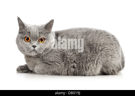 blue british shorthair cat, isolated on white Stock Photo