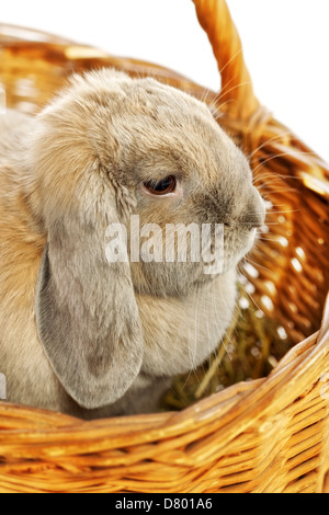 gray lop-earred rabbit in wicker basket, close up Stock Photo