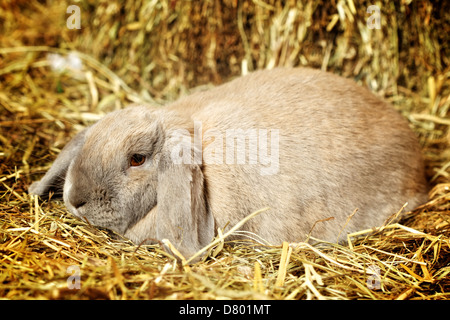 gray lop-earred rabbit on hayloft, close up Stock Photo