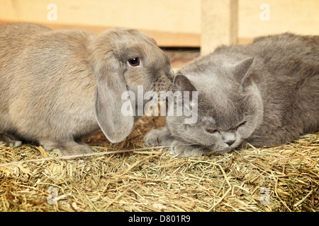 british shorthair cat and lop rabbit on hayloft Stock Photo