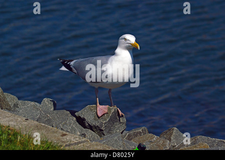 Seagull on edge of  Whitby harbour waiting for scraps from tourists Stock Photo