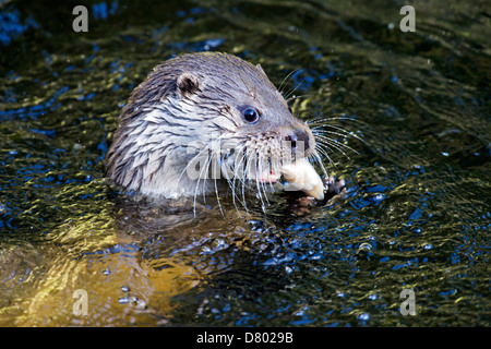 common otter Stock Photo