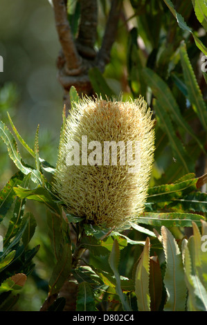 Banksia Serrata, Saw-tooth Banksia Stock Photo