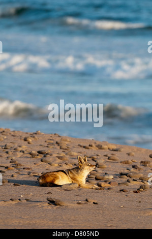 Black-backed Jackal (Canis mesomelas), Skelton Coast National Park, Namibia. Stock Photo