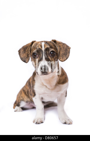 A puppy with Brindle patterning in a studio setting Stock Photo - Alamy