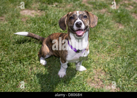 A puppy with Brindle patterning in a park Stock Photo - Alamy