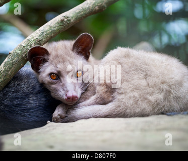 Asian Palm Civet - The animal used for the production of expensive coffee Kopi Luwak Stock Photo