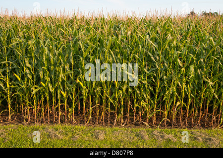 Rows of corn in Bowenville, Ontario, CA. Stock Photo