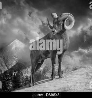 Ram climbing snowy mountain Stock Photo
