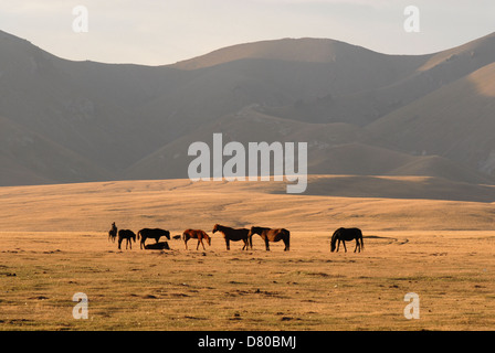 A herd of Kyrgyz horses in the highland mountain pastures at the Song Kul lake. Naryn region, Kyrgyzstan Stock Photo