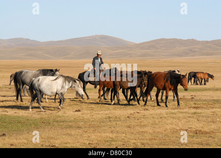 A Kyrgyz old man riding a horse with a herd of milk mares in the highland pastures at the Song Kul lake. Naryn, Kyrgyzstan Stock Photo