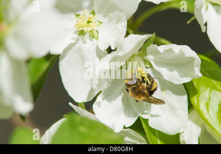 Bee collecting nectar and pollen from a white flower. Stock Photo