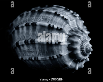 Close up of Harpa Major sea shell. Stock Photo