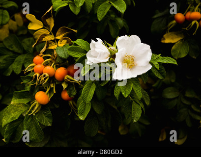 Wild white rose in bloom adjoining a bunch of rose hips on the same shrub Stock Photo