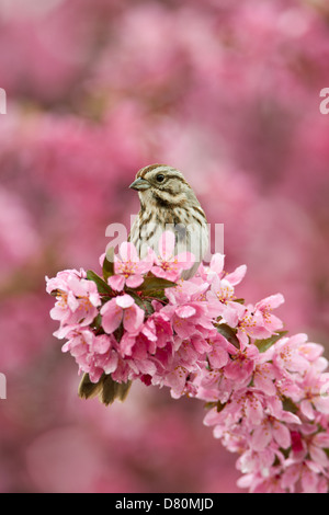 Song Sparrow perching in Crabapple Flowers - vertical bird songbird Ornithology Science Nature Wildlife Environment Stock Photo