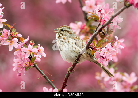 Song Sparrow perching in Crabapple Flowers bird songbird Ornithology Science Nature Wildlife Environment Stock Photo