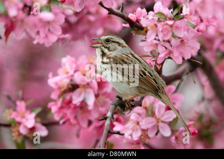 Song Sparrow Singing in Crabapple Flowers bird songbird Ornithology Science Nature Wildlife Environment Stock Photo