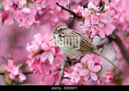 Song Sparrow perching in Crabapple Flowers bird songbird Ornithology Science Nature Wildlife Environment Stock Photo