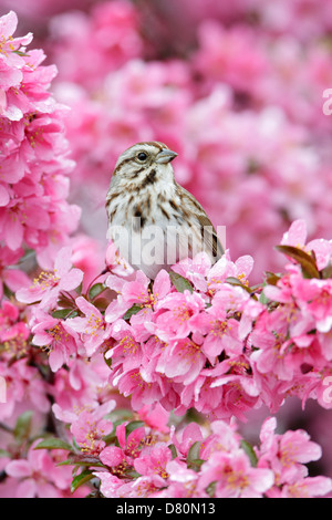 Song Sparrow perching in Crabapple Flowers - vertical bird songbird Ornithology Science Nature Wildlife Environment Stock Photo
