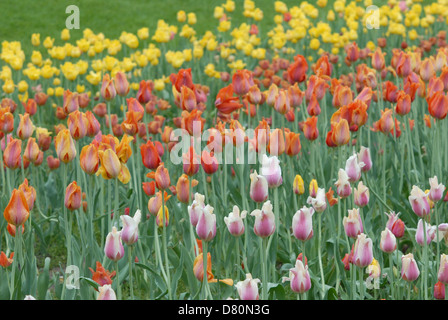 Beds of red, orange, yellow and purple tulips at Tulip Time in Holland, Michigan. Stock Photo