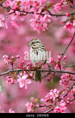 Song Sparrow perching in Crabapple Blossoms - vertical bird songbird Ornithology Science Nature Wildlife Environment Stock Photo