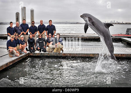 San Diego, California, USA. 15th May 2013. US Navy sailors with the Space and Naval Warfare Systems Center Pacific Marine Mammal Team pose with a specially trained Atlantic bottle-nosed dolphin after recovering a Howell torpedo May 15, 2013. The Howell torpedo was the first self-propelled torpedo used by the US Navy in 1870. Credit:  US Navy Photo / Alamy Live News Stock Photo