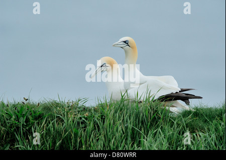 A courting pair of northern gannets (Sula bassana, Morus bassanus) at their nest. Gannets are fiercely territorial. Stock Photo