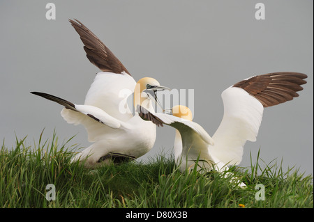 Two northern gannets (Morus bassanus, Sula bassana) squabble over the best place to gather grass for nesting. Stock Photo