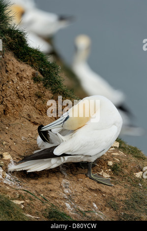 A northern gannet (Morus bassanus, Sula bassana) preens its plumage feathers on a cliffside bank. Stock Photo