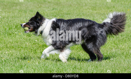 Male black and white Border Collie dog playing with a ball. Stock Photo