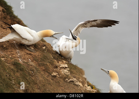 Two northern gannets (Sula bassana, Morus bassanus) fight over a nesting site territory during the nesting season. Stock Photo