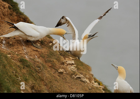 Two northern gannets (Sula bassana, Morus bassanus) fight over territory during the nesting season. Stock Photo