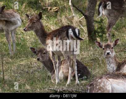 Herd of Fallow Deer does (Dama Dama) Stock Photo