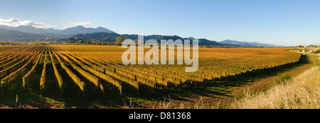 Panoramic view of vineyards in the Marlborough district of the South island of New Zealand