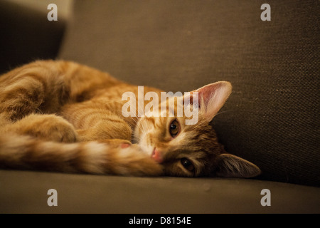 A tabby Kitten sleeping on a sofa Stock Photo
