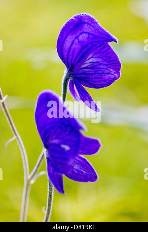 Monkshood (aconitum delphinifolium, buttercup, ranunculaceae), poisonous plant, Denali National Park, Alaska, USA Stock Photo
