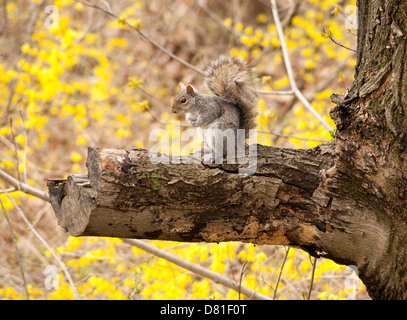 Grey squirrel on dead branch. Stock Photo