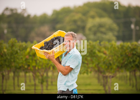 Caucasian farmer carrying grapes in vineyard Stock Photo