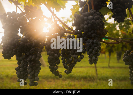 Close up of grapes on vine Stock Photo