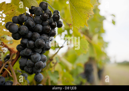 Close up of grapes on vine Stock Photo