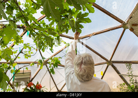 Hispanic scientist examining plants in greenhouse Stock Photo