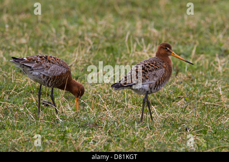 Black-tailed Godwit, Limosa limosa, moulting into summer plumage Stock Photo