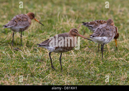 Black-tailed Godwit, Limosa limosa, moulting into summer plumage Stock Photo